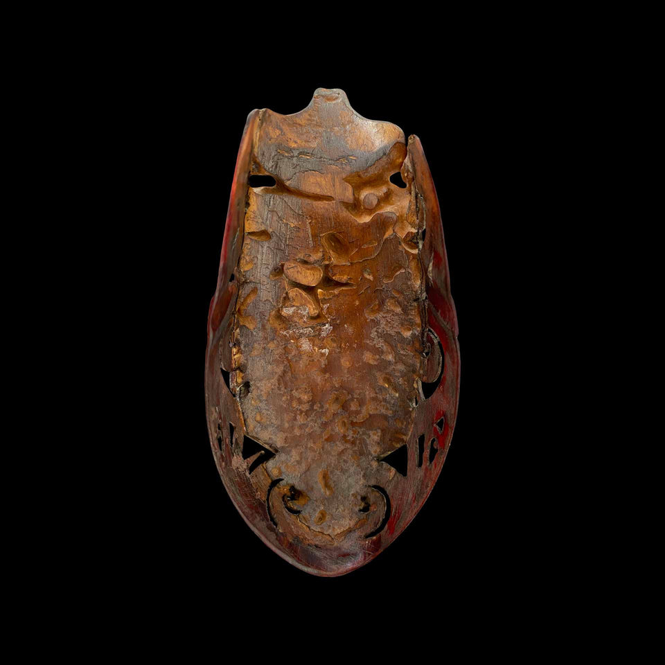 Boucle d’Oreille Dayak Sulptée dans un Bec de Calao (Indonésie) - XXe siècle