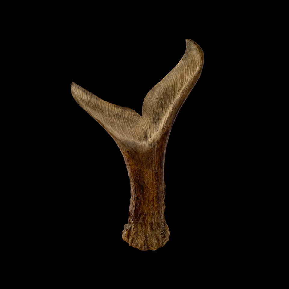 Queue de Baleine Inuit en Os de Caribou Sculpté (Alaska) - Milieu du XXe siècle