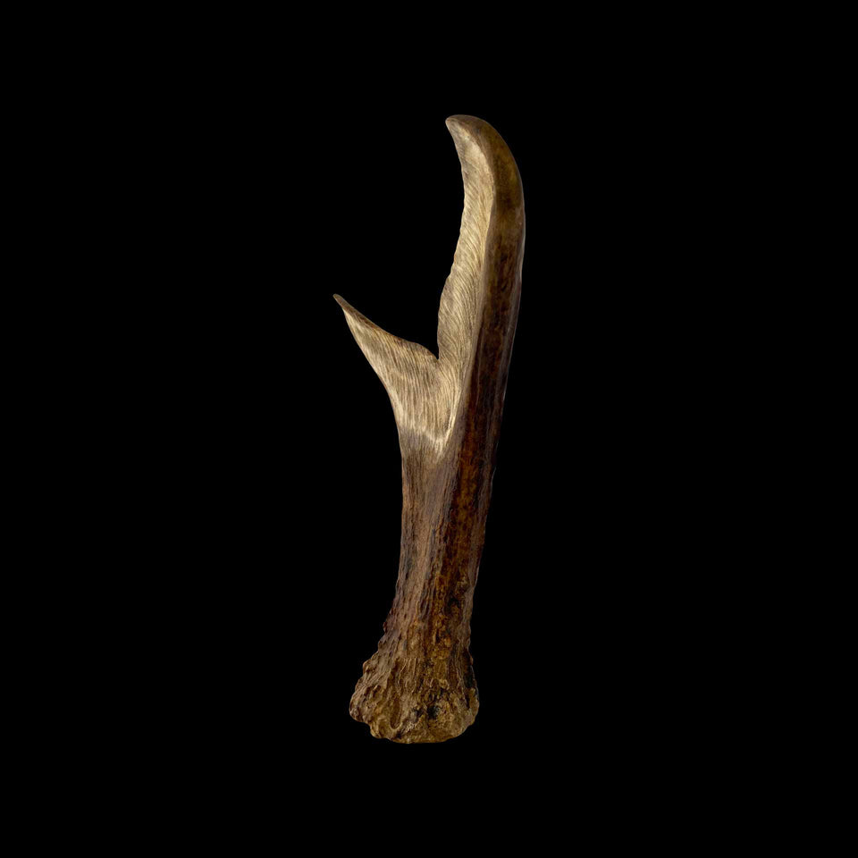 Queue de Baleine Inuit en Os de Caribou Sculpté (Alaska) - Milieu du XXe siècle