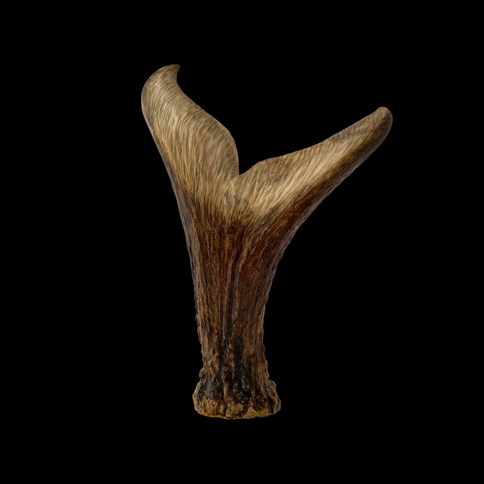 Queue de Baleine Inuit en Os de Caribou Sculpté (Alaska) - Milieu du XXe siècle