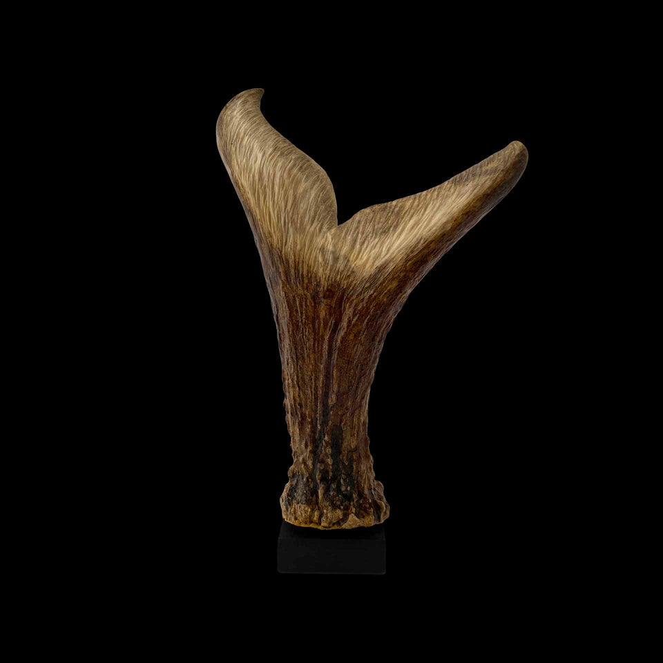 Queue de Baleine Inuit en Os de Caribou Sculpté (Alaska) - Milieu du XXe siècle
